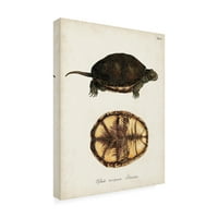 Непознати „антички желки и школки II“ платно уметност